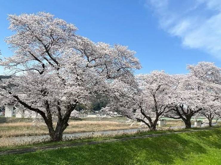 画像：斐伊川堤防沿いの桜並木※