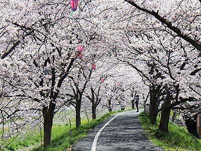 井原堤の桜（井原市観光協会HPより）
