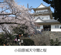 小田原城天守閣と桜